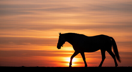 Majestic Horse Silhouette Strolling Against a Fiery Sunset
A striking horizontal shot capturing the silhouette of a domestic horse walking slowly across a flat horizon line against a brilliant
