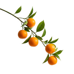 orange branch with leaves isolated in png background. stock file 