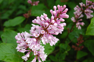 A branch of Hungarian lilac with small, neat flowers on a clear summer day.
