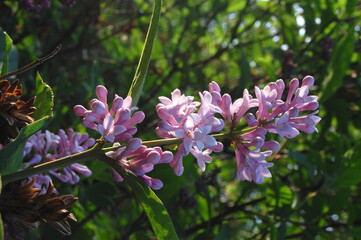 A branch of Hungarian lilac with small, neat flowers on a clear summer day.