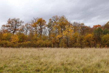 This wide landscape shot features a broad field of dry, light brown and green grass in the foreground, and in the background, a dense row of deciduous trees in the midst of autumn color.
