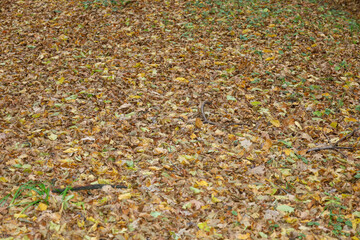 This wide shot, taken from a low angle, features a forest or park ground completely covered with a thick carpet of fallen autumn leaves.