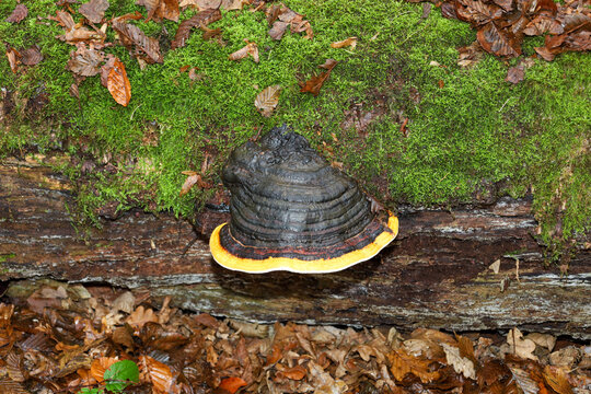 This detailed shot features a bracket fungus (tinder fungus) growing on the side of a fallen tree trunk. The mushroom has a dark, black-gray color, a layered structure, and a thick, bright yellow or o