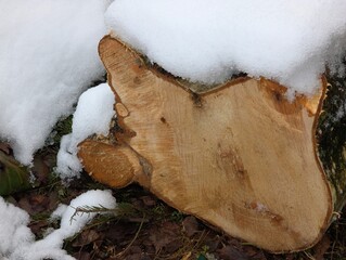 village background with birch firewood under snow 7.