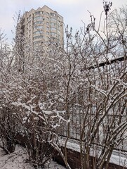 First snow on the bushes in a big city.