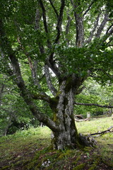 Alter Baum in den Bergen