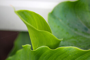Macro of young green leaf covered with raindrops. Natural green background. Green leaf texture.