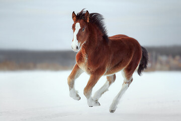 Bay horse