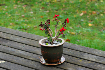 Blooming vibrant red Geranium flowers. Flowering plant in a pot on a wooden table.