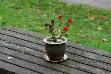 Blooming vibrant red Geranium flowers. Flowering plant in a pot on a wooden table.
