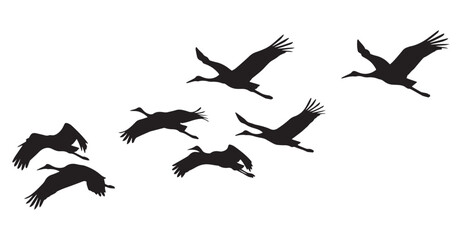 Flying crane silhouettes