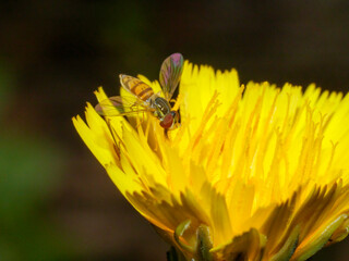 Hoverfly Pollinating Bright Yellow Flower. This image is excellent for  themes of nature, ecology, insect life, spring/summer, gardening, and biodiversity. 