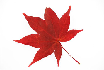 real red maple leaf isolated on white background