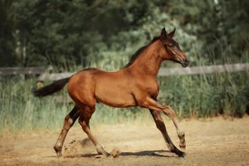 Fototapeta premium Bay horse
