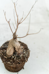 dead plant in potted on the floor 