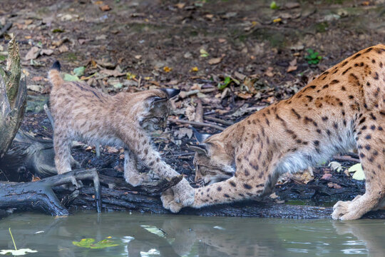 Luchs mit Jungen