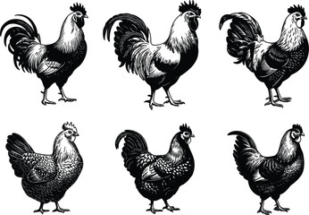 Six black and white woodcut style illustrations of roosters and hens chicken fowl