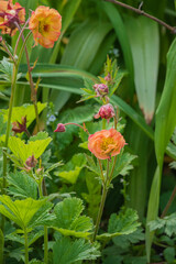 Orange blooms peek through green leaves, forming a serene, lively garden scene