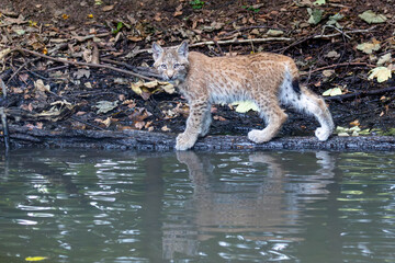 Luchs mit Jungen