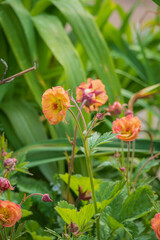 Colorful blossoms thrive among rich greenery, bringing joy to the serene garden scene in springtime