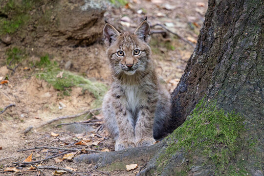 Luchs mit Jungen