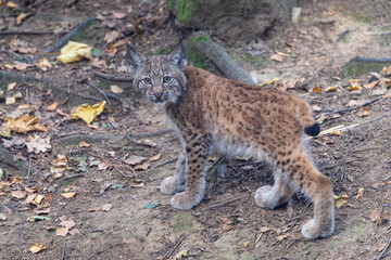 Luchs mit Jungen