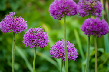 Vibrant purple allium flowers create a stunning display in a garden under warm afternoon light