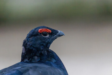 Birkhuhn