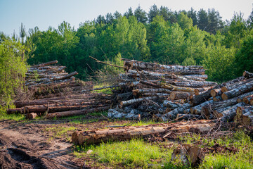 Tall stacks of cut logs rest in a lush forest, bathed in warm sunlight and surrounded by greenery