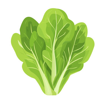 Modern flat 2D vector illustration of Lettuce, clean and minimal design, isolated on white background.