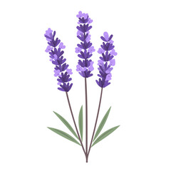 Naklejka premium Flat 2D vector illustration of Lavender Flower, simple icon style on a clean white background.