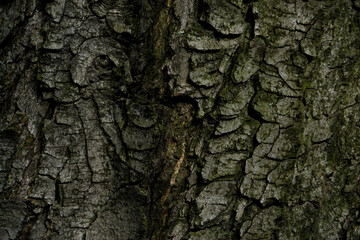 Fototapeta premium tree bark texture