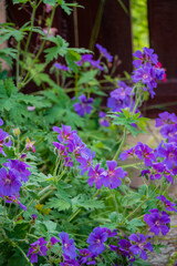 Vibrant purple flowers create a lively scene in a peaceful garden, showcasing nature's beauty