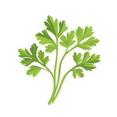 Parsley, modern 2D flat vector illustration in icon style, isolated on pure white background.