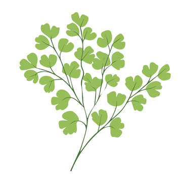 Maidenhair Fern, 2D flat vector illustration, simple and modern style, isolated on a plain white background.