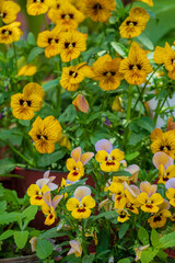 Beautiful yellow pansies fill the garden, showcasing their striking colors under the warm sunlight