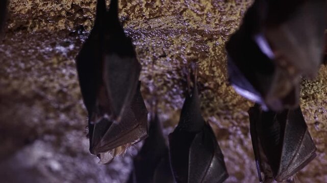 Close up group of small sleeping horseshoe bat covered by wings, hanging upside down on top of cold natural rock cave while hibernating. Wildlife photography. Creatively illuminated blurry background.