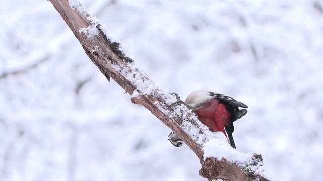 Greater spotted woodpecker(Dendrocopos major) Picchio rosso maggiore	