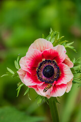 A beautiful pink flower blooms in a lush garden, its petals open wide as a bee gathers nectar