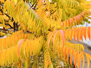Nature pattern of dry petals, transparent leaves with natural texture as natural background or wallpaper. Macro texture, skeleton flower petal. Monochrome yellow color aesthetic beauty of nature