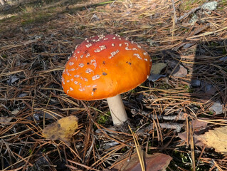 fly agaric mushroom among yellow autumn leaves and green moss