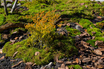 Fototapeta premium moss on the ground