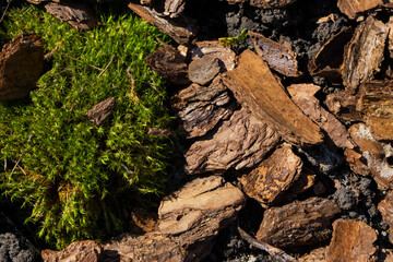 moss on tree