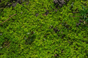Fototapeta premium green moss on the wall