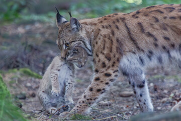 Luchs mit Jungen