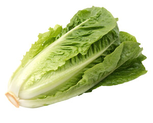 Fresh romaine lettuce head isolated on transparent background