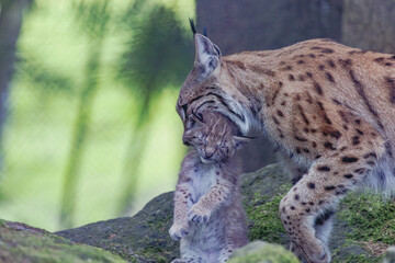 Luchs mit Jungen