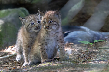 Luchs mit Jungen