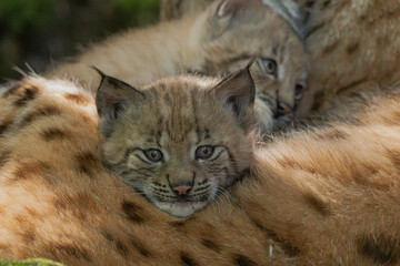 Luchs mit Jungen