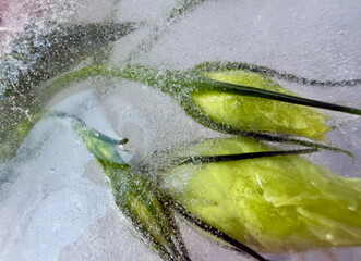 Artistic Background Created from Macro Photo of Buds Frozen in Ice